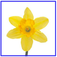 Daffodil Class home learning